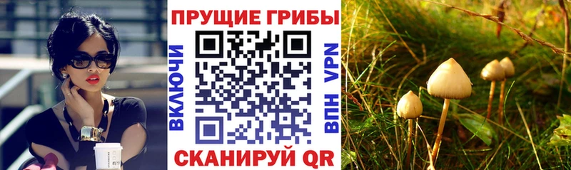darknet состав  KRAKEN tor  Нарьян-Мар  хочу   Псилоцибиновые грибы MAGIC MUSHROOMS 